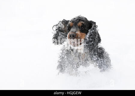 Süße Englisch Cocker Spaniel Hund spielen und ausgelassene Stimmung in den frisch gefallenen Schnee staubig und flauschig Stockfoto