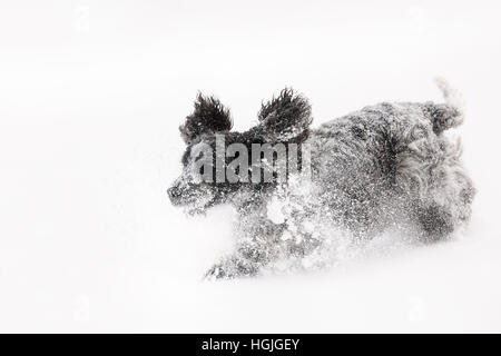 Süße Englisch Cocker Spaniel Hund spielen und ausgelassene Stimmung in den frisch gefallenen Schnee staubig und flauschig Stockfoto