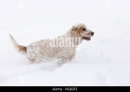 Süße Englisch Cocker Spaniel Hund spielen und ausgelassene Stimmung in den frisch gefallenen Schnee staubig und flauschig Stockfoto