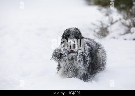Süße Englisch Cocker Spaniel Hund spielen und ausgelassene Stimmung in den frisch gefallenen Schnee staubig und flauschig Stockfoto