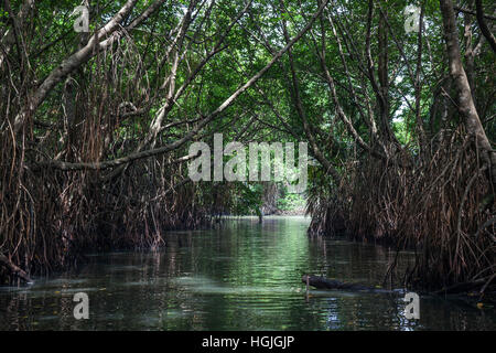 Mangrovenwald, Filiale von Bentota Ganga Fluß, Bentota, Western Province, Sri Lanka Stockfoto