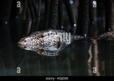 Asiatischer Wasser-Monitor (Varanus Salvator) Schwimmen im Wasser im Mangrovenwald, Nebenfluss, Bentota Ganga, Bentota, Western Province Stockfoto