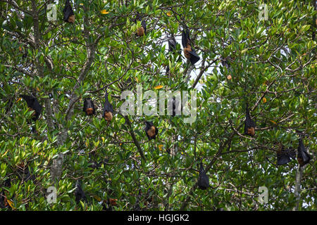 Indische Flughunde oder größere Indische Flughunde (Pteropus Giganteus) hängen in Mangroven, Nebenfluss, Bentota Ganga Stockfoto