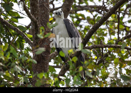 White-bellied oder weißes-breasted Seeadler (Haliaeetus Leucogaster), Bentota, Western Province, Sri Lanka Stockfoto