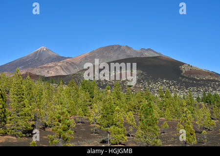 Pico del Teide und Pico Viejo, vulkanische Landschaft mit kanarischen Kiefern (Pinus Canariensis), Montaña Samara Stockfoto