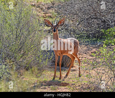 Ein Steinböckchen Antilope im südlichen afrikanischen Savanne Stockfoto