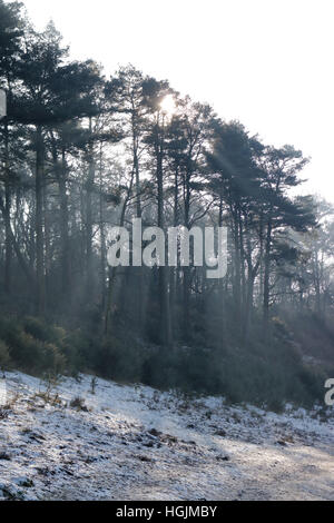 Hindhead, Surrey, England UK. 22. Januar 2017. Sonnenstrahlen durch die Bäume entlang der alten Strecke von der A3 auf die Devil Punchbowl, Hindhead. Der Boden ist noch gefroren und Frost bedeckt, wo die Sonne nicht am gegenüberliegenden Nordhang der Punchbowl erreicht. Bildnachweis: Julia Gavin UK/Alamy Live-Nachrichten Stockfoto