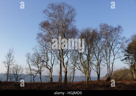 Hindhead, Surrey, England UK. 22. Januar 2017. Strahlend blauen Himmel über die Birken neben dem Teufel Punchbowl an Hindhead, an einem kalten und frostigen Wintertag. Bildnachweis: Julia Gavin UK/Alamy Live-Nachrichten Stockfoto