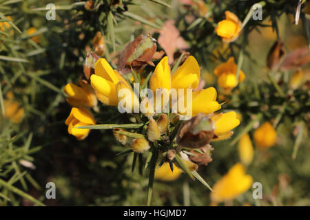 Hindhead, Surrey, England UK. 22. Januar 2017. Die gelben Blüten der Ginster Busch, die die Sonne auf einem hellen Wintertag auf des Teufels Punchbowl, Hindhead zu fangen. Bildnachweis: Julia Gavin UK/Alamy Live-Nachrichten Stockfoto