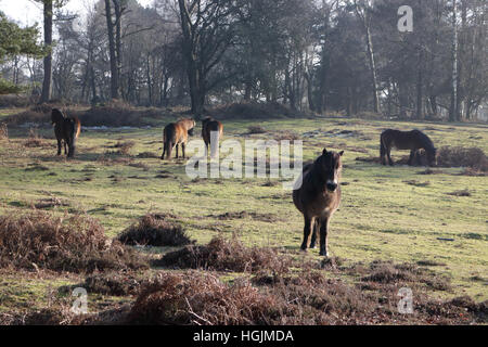 Hindhead, Surrey, England UK. 22. Januar 2017.  Ponys grasen auf des Teufels Punchbowl, Hindhead. Bildnachweis: Julia Gavin UK/Alamy Live-Nachrichten Stockfoto