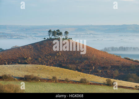 Nebligen Sonnenaufgang am Colmers Hill, in der Nähe von Bridport, Dorset, UK. 23. Januar 2017. Ein nebliger farbenfrohen Winter Sonnenaufgang Colmers Hill. © Dan Tucker/Alamy Live-Nachrichten Stockfoto