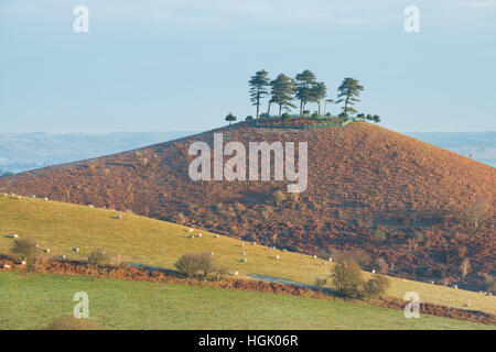 Nebligen Sonnenaufgang am Colmers Hill, in der Nähe von Bridport, Dorset, UK. 23. Januar 2017. Ein nebliger farbenfrohen Winter Sonnenaufgang Colmers Hill. © Dan Tucker/Alamy Live-Nachrichten Stockfoto