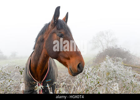 Pferd, das an einem frostigen Wintermorgen über eine Hecke blickt, mit dem Kopf zur Seite Stockfoto