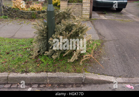 Wimbledon, London, UK. 23. Januar 2017. Ausrangierte Weihnachtsbäume auf Bürgersteigen erwarten Sammlung für das recycling. Malcolm Park © Redaktion/Alamy Live-Nachrichten. Stockfoto