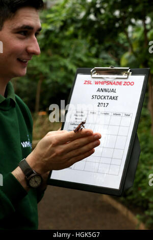 Beschriftung Korrektur ändern Tier Namen korrekte Beschriftung unten Tierpfleger Thomas Maunders mit einem Ghost Mantis während der jährlichen Bestandsaufnahme im Whipsnade Zoo in Bedfordshire. Stockfoto