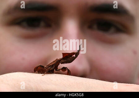 Beschriftung Korrektur ändern Tier Namen korrekte Beschriftung unten Tierpfleger Thomas Maunders mit einem Ghost Mantis während der jährlichen Bestandsaufnahme im Whipsnade Zoo in Bedfordshire. Stockfoto