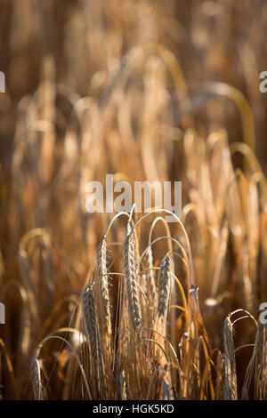 Golden gefärbt Reife Gerste, in der Nähe von Chipping Campden, Cotswolds, Gloucestershire, England, Vereinigtes Königreich, Europa Stockfoto