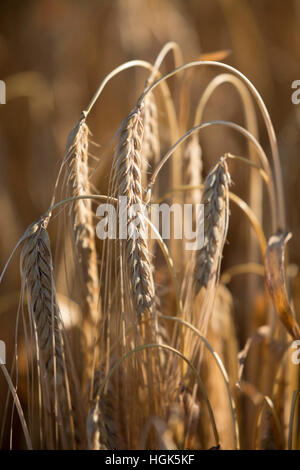 Golden gefärbt Reife Gerste, in der Nähe von Chipping Campden, Cotswolds, Gloucestershire, England, Vereinigtes Königreich, Europa Stockfoto