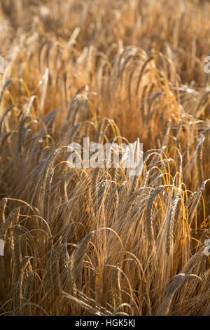 Golden gefärbt Reife Gerste, in der Nähe von Chipping Campden, Cotswolds, Gloucestershire, England, Vereinigtes Königreich, Europa Stockfoto