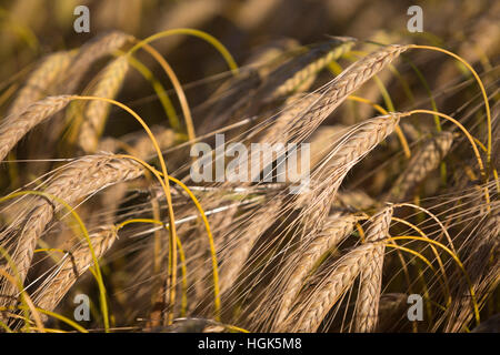 Golden gefärbt Reife Gerste, in der Nähe von Chipping Campden, Cotswolds, Gloucestershire, England, Vereinigtes Königreich, Europa Stockfoto