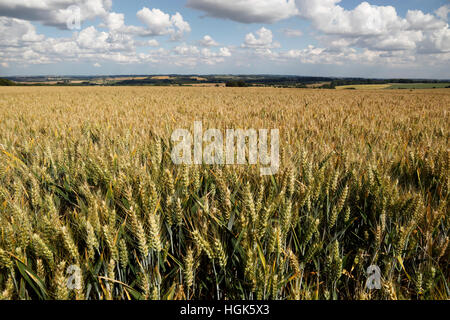 Triticale (Mischung aus Weizen und Roggen) Reifen im Feld, Gloucestershire, England, Vereinigtes Königreich, Europa Stockfoto