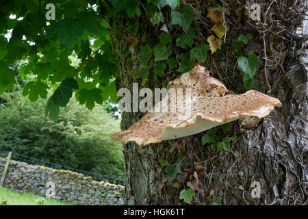 Die Dryade Sattel Halterung Pilze (Polyporus Cerioporus) wachsen am Stamm eines Baumes Bergahorn (Acer Pseudoplatanus) Stockfoto