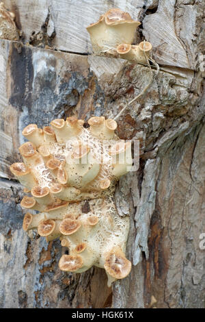 Einer jungen Dryade Sattel Pilzzucht (Polyporus Cerioporus) auf dem Stamm eines Toten Baumes. Yorkshire England UK Stockfoto