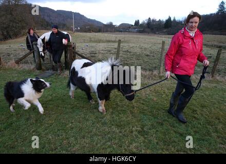 Nemo, ein Shetland-Pony, von den schottischen Feuer und Rettungsdienst gerettet, nachdem es in einen angeschwollenen Fluss in der Nähe von Lochard Road, Aberfoyle, gestrandet wurde abgebildet zurück in seine Farm mit Lynn Paterson(r) gefolgt von ihrer Schwester Kay Paterson mit Pferd Nola nach gestrigen Tortur ausgetrocknet ist. Stockfoto