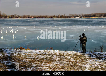 Serbien - ein Fotograf shooting Vögel auf der gefrorenen Oberfläche des Flusses Donau Stockfoto