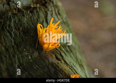 Gelbe Stagshorn Pilz, Calocera viscosa Stockfoto