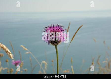 Größere Flockenblume, Centaurea scabiosa Stockfoto