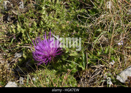 Zwerg Distel, Cirsium acaule Stockfoto