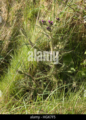 Marsh Distel, Cirsium palustre Stockfoto