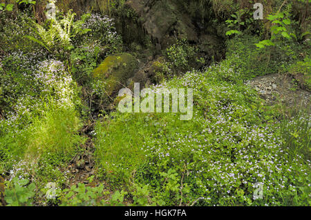 Claytonia Sibirica, rosa Portulak einen Straßenrand Stockfoto