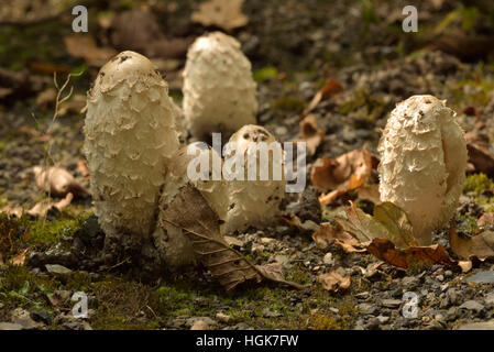 Shaggy Inkcap oder des Rechtsanwalts Perücke, Coprinus comatus Stockfoto