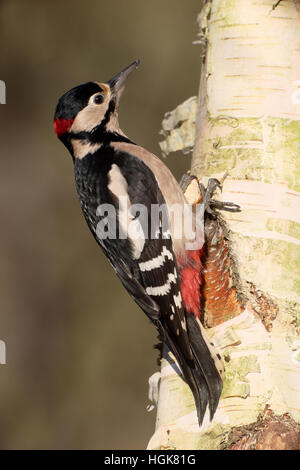 Great spotted Woodpecker, Dendrocopos große, einzelne Männchen auf Baum, Warwickshire, Dezember 2016 Stockfoto