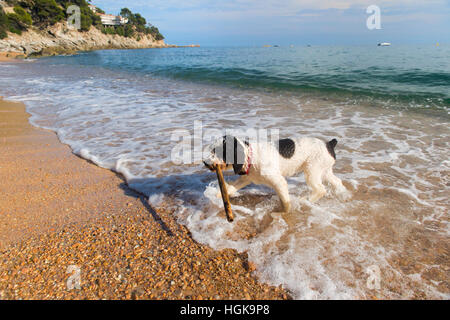Hund mit Stock im Meer spielen Stockfoto