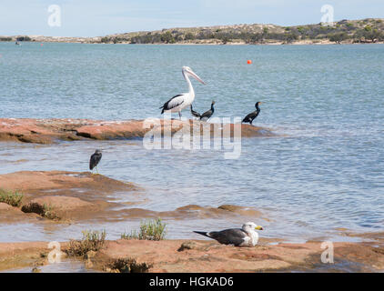 Pelikan, Kormorane, Reiher Riff und pazifischen Möwe auf küstennahen Sandsteinfelsen im Murchison River in Kalbarri, Western Australia Stockfoto