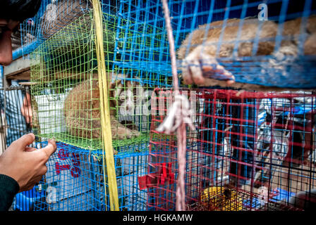 Ein Tierverkäufer am Straßenrand in der Nähe eines Tiermarktes, der auch Wildtiere und geschützte Arten, einschließlich Slow Loris (abgebildet), in Jakarta, Indonesien, verkauft. Stockfoto