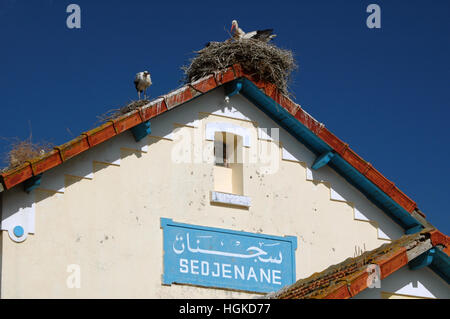 Störche nisten auf ein Gebäude, Sedjenane Bahnhof Sedjenane, Tunesien Stockfoto