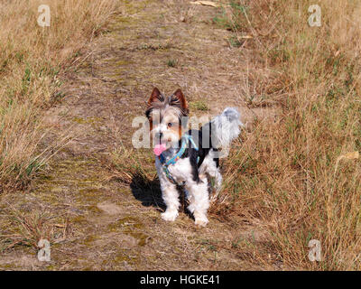 Biewer Yorkshireterrier Stockfoto