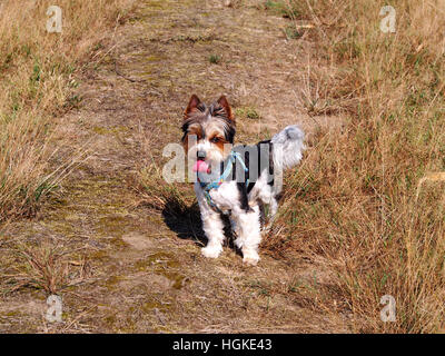 Biewer Yorkshireterrier Stockfoto