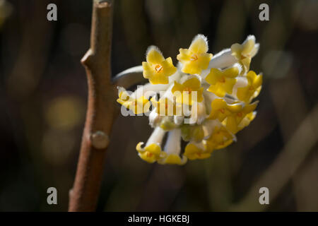 Japanischer Papierbusch, Mitsumata, Orientalischer Papierbusch, Edgeworthia Chrysantha, Edgeworthia Papyrifera Edgeworthia Tomentosa, Oriental Paperb Stockfoto