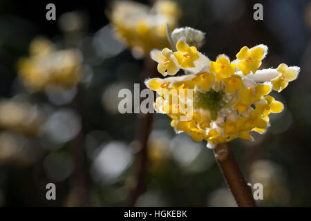 Japanischer Papierbusch, Mitsumata, Orientalischer Papierbusch, Edgeworthia Chrysantha, Edgeworthia Papyrifera Edgeworthia Tomentosa, Oriental Paperb Stockfoto