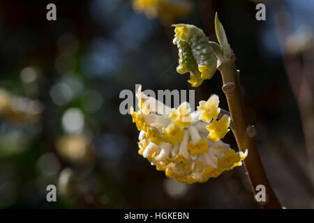 Japanischer Papierbusch, Mitsumata, Orientalischer Papierbusch, Edgeworthia Chrysantha, Edgeworthia Papyrifera Edgeworthia Tomentosa, Oriental Paperb Stockfoto