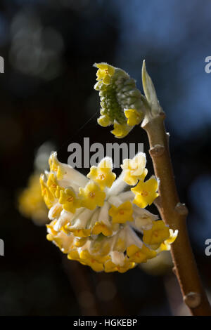 Japanischer Papierbusch, Mitsumata, Orientalischer Papierbusch, Edgeworthia Chrysantha, Edgeworthia Papyrifera Edgeworthia Tomentosa, Oriental Paperb Stockfoto