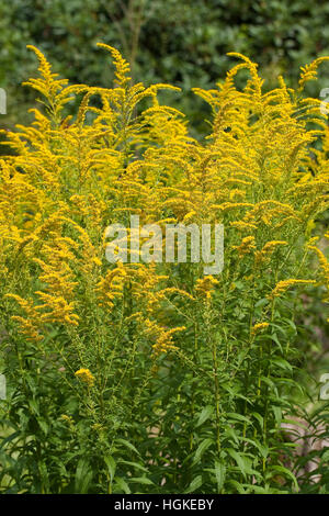 Kanadische Goldrute Solidago Canadensis, Kanada Goldrute Stockfoto