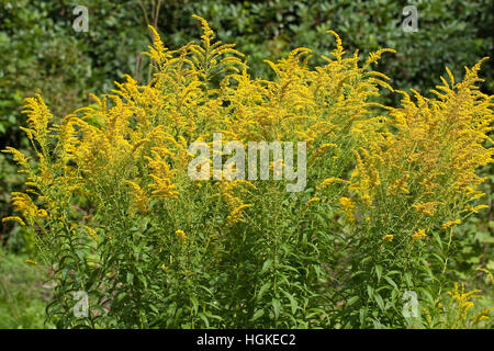 Kanadische Goldrute Solidago Canadensis, Kanada Goldrute Stockfoto