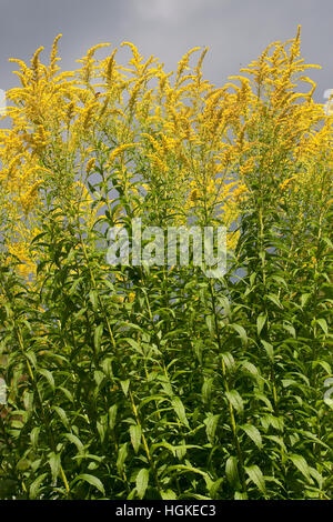 Kanadische Goldrute Solidago Canadensis, Kanada Goldrute Stockfoto
