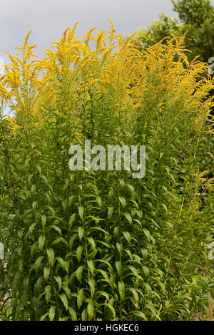 Kanadische Goldrute Solidago Canadensis, Kanada Goldrute Stockfoto